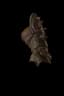 Gohr's Devastating Grips unique item icon