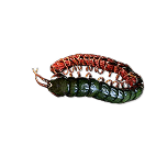 ryslatha_coil